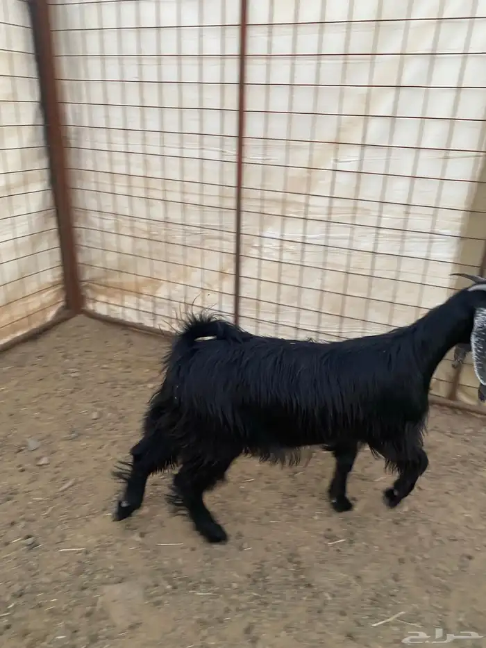 جفار ( تم البيع ) 13