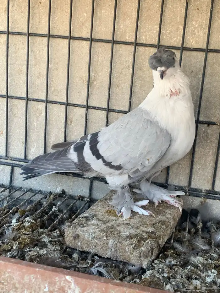 حمام لبناني شخشرلي للبيع 3