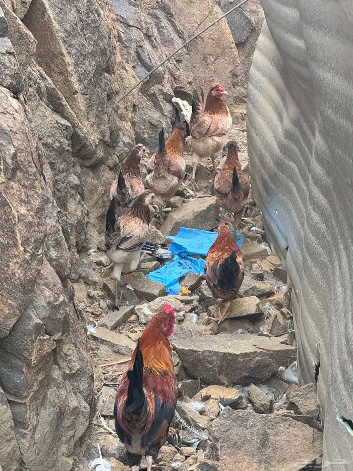 دجاج عربي دجاج جبنيز ديك رومي للبيع 28