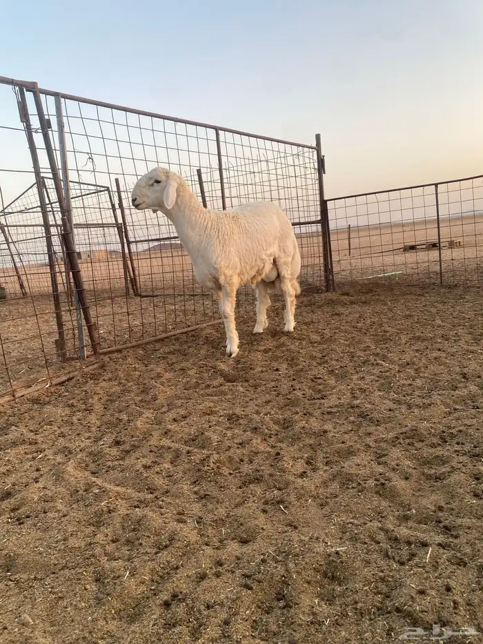 مشروع فحل حري 1