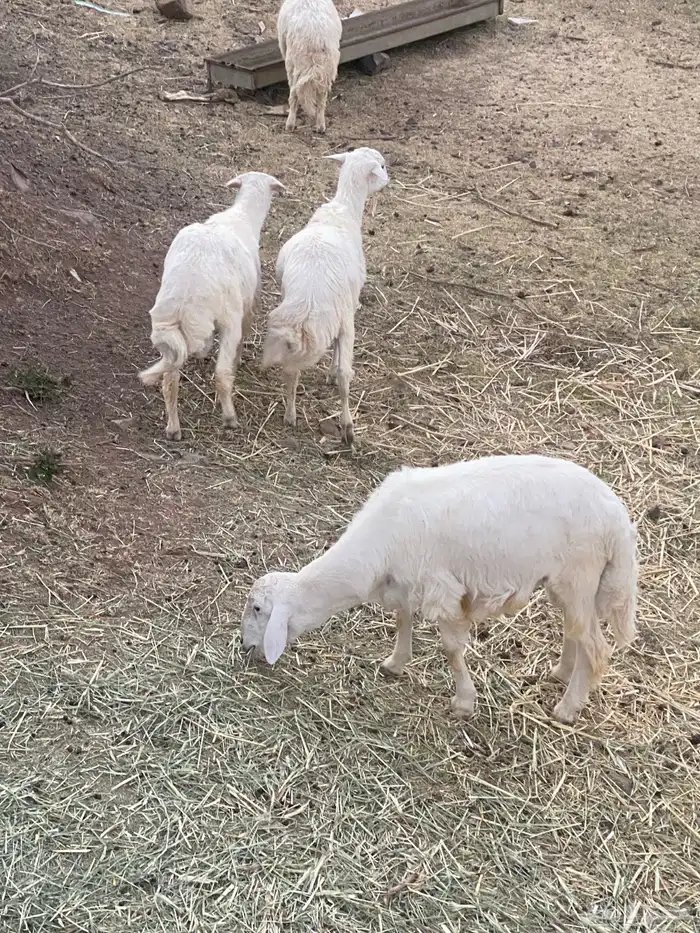 أربعه خرفان 2