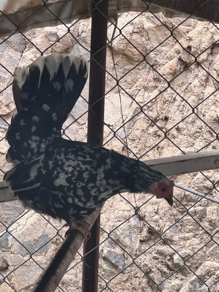 دجاج عربي دجاج جبنيز ديك رومي للبيع 34