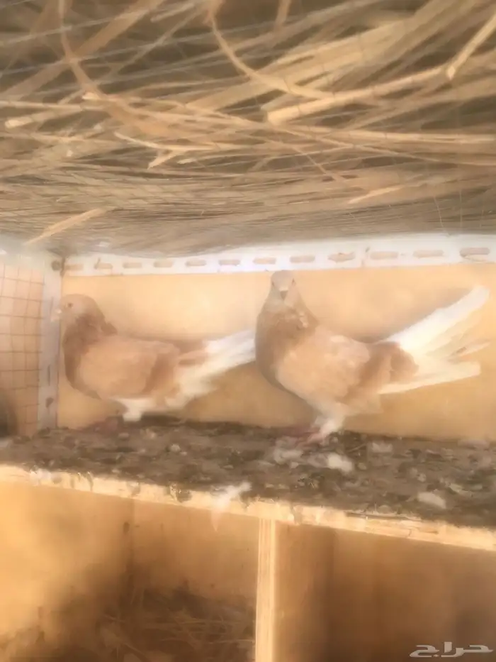ذكرين اوكراني ( سكاي كتر ) 0