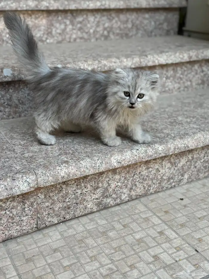 للبيع بشكل مستعجل   4 قطط شيرازي 5