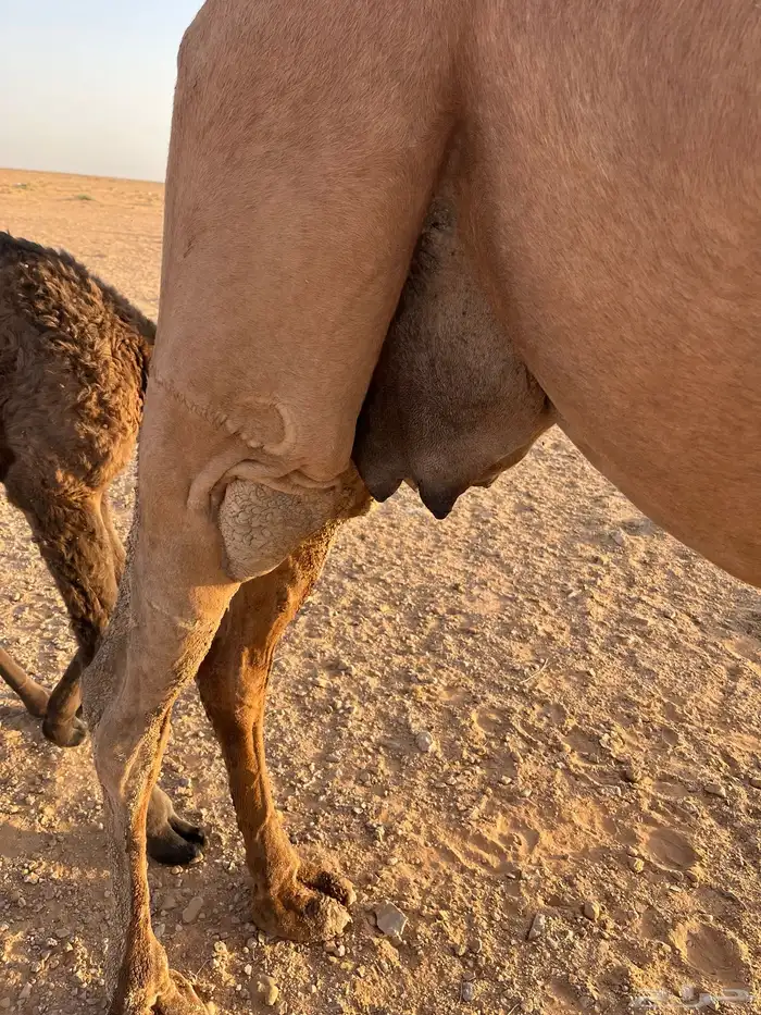 خلفه مصغر والده لها أسبوع ساحليه 3
