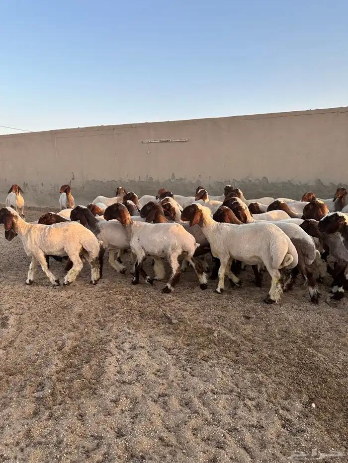 جذعات أنعيم طيبه ( تم البييع ) 5