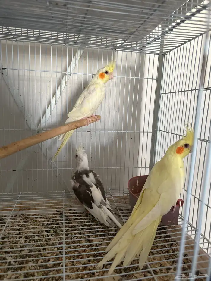 للبيع مجموعة طيور كوكتيل 0