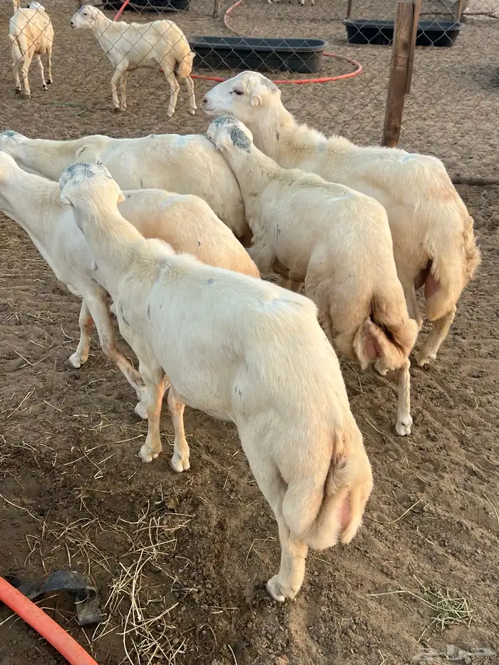 خرفان يمني طيبه 3
