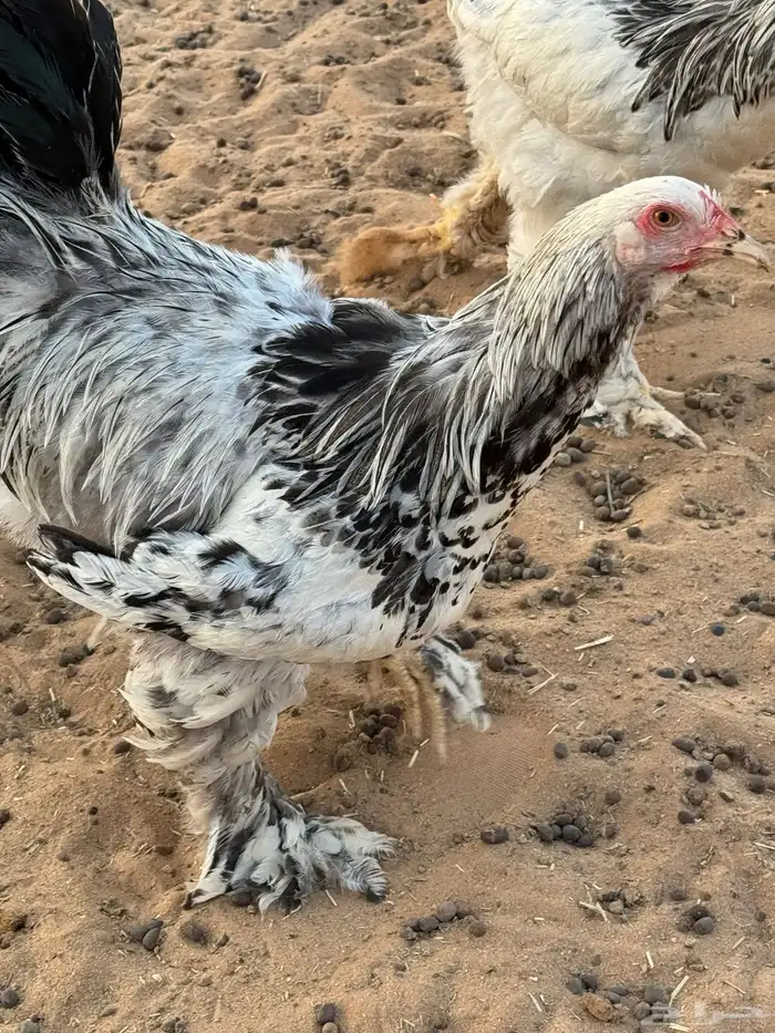 دجاج ابراهما كولمبي اصل 5