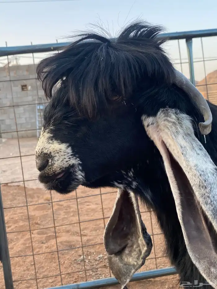 معزا عوارض صنف بفحلها (تم البيع) 11