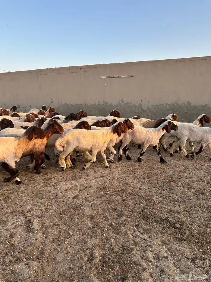 جذعات أنعيم طيبه ( تم البييع ) 9