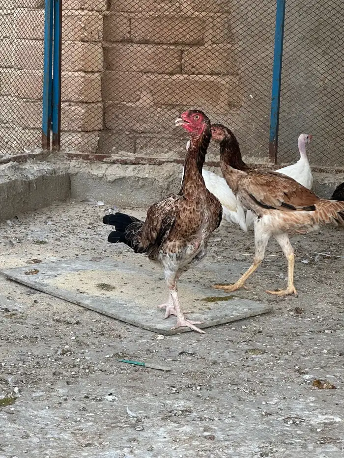 دجاج شامو ياباني 3