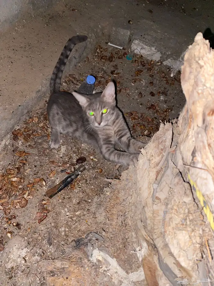 قطوه مفقودة في حي المحمدية الي يتعرف راعيه ياكلمن الجنس ذكر 0