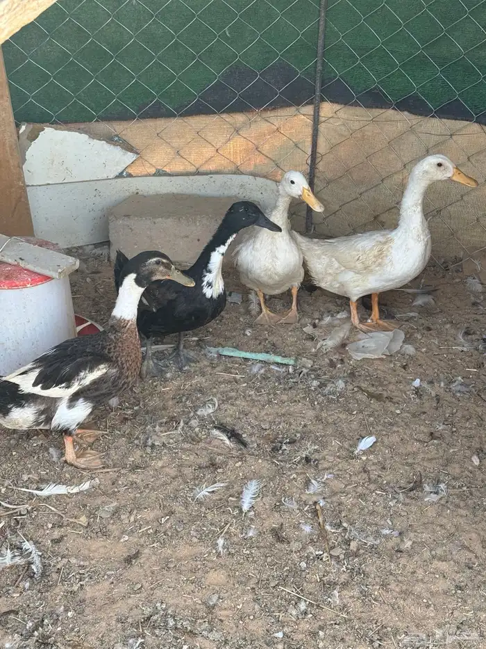 بط للبيع 3