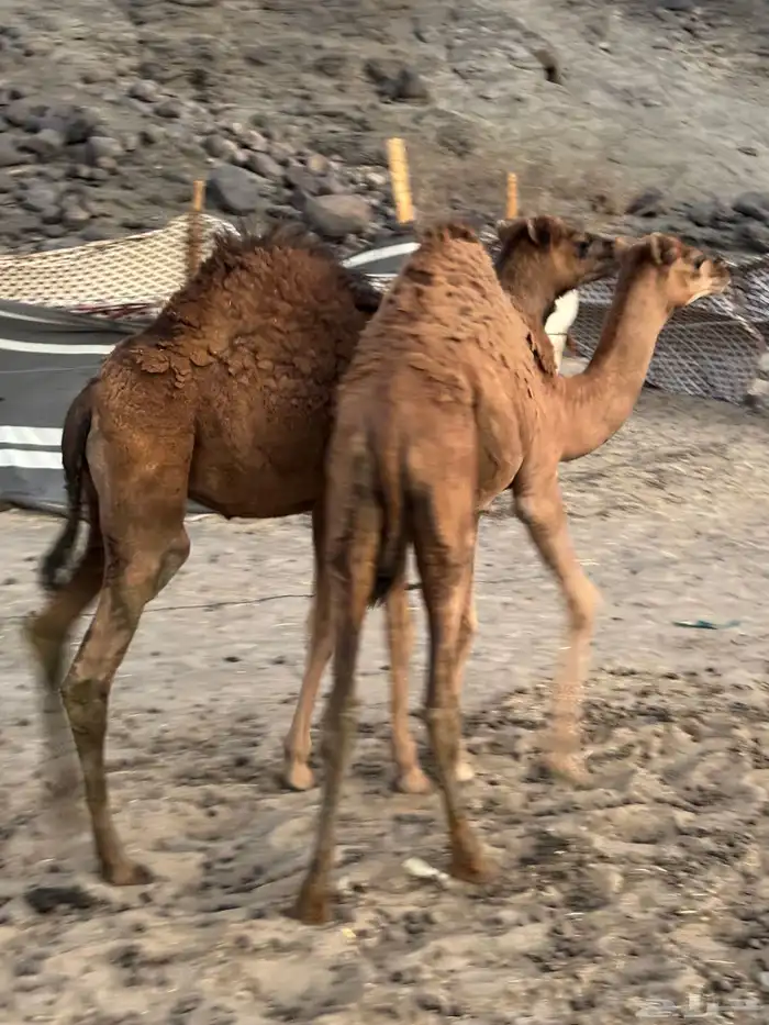 قعدان حمر للبيع 0