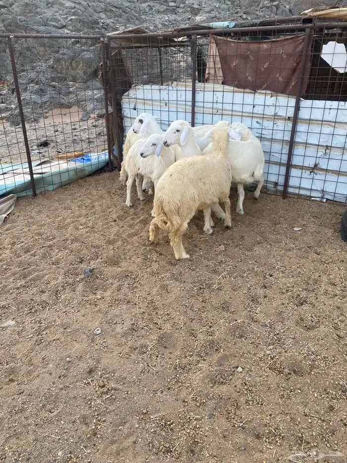 طليان ورخال شمال ينبع 2