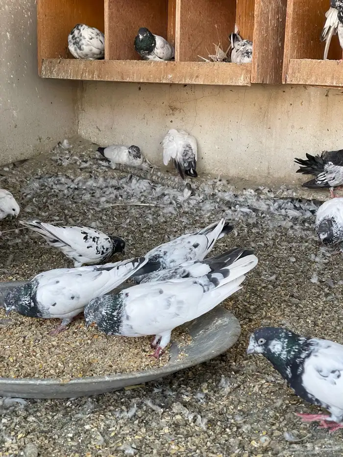 حمام باكستاني مطير و حمام فرنسي فواخر 18