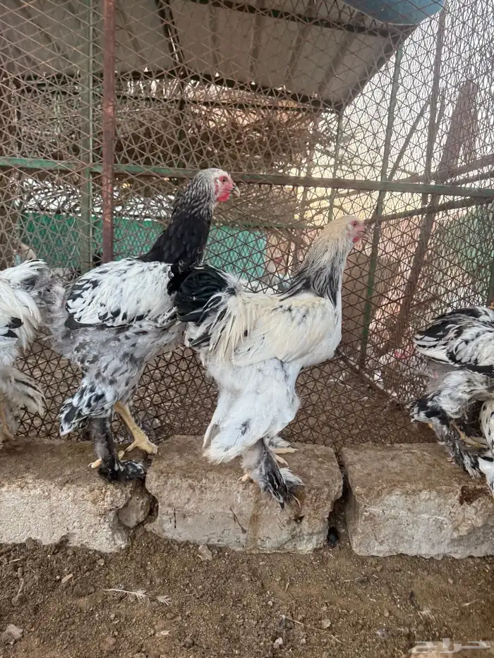 للببع ديوك براهما كولمبي كونك احجام توب 2