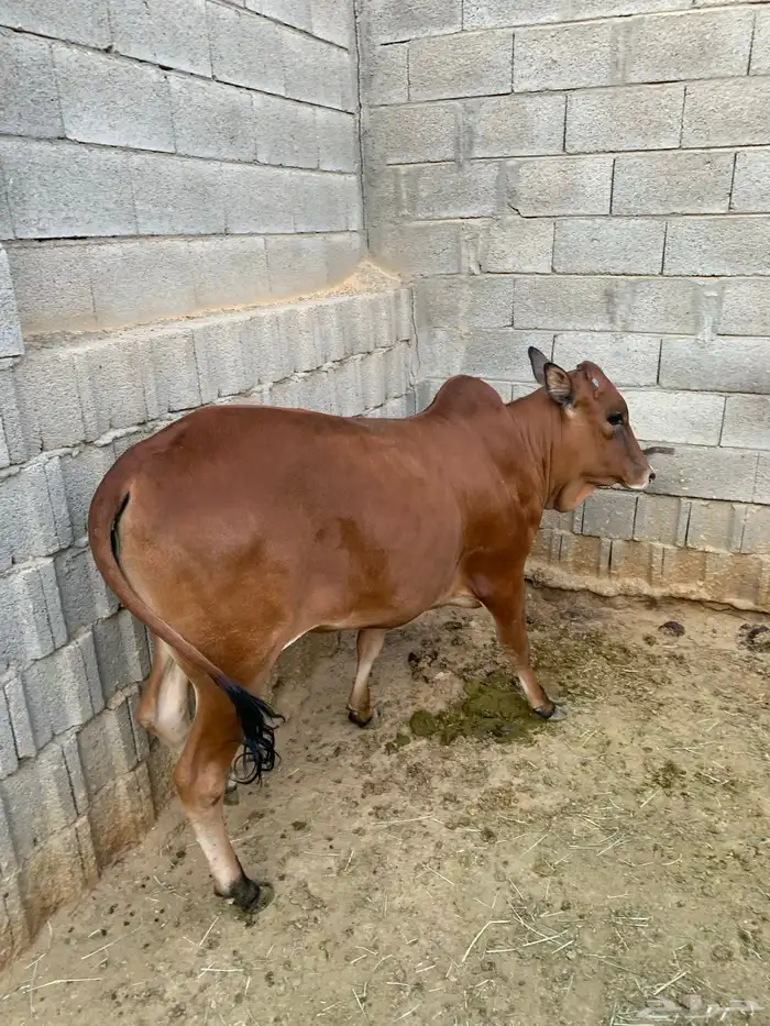 حسيله طيبه جدا جدا صغيره 0