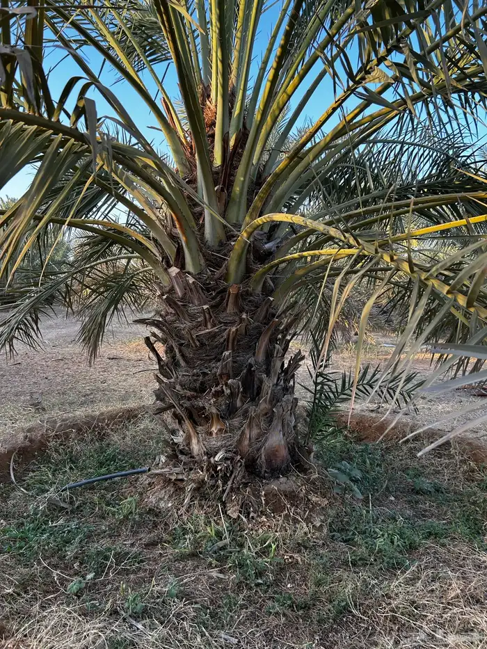 نخل 1