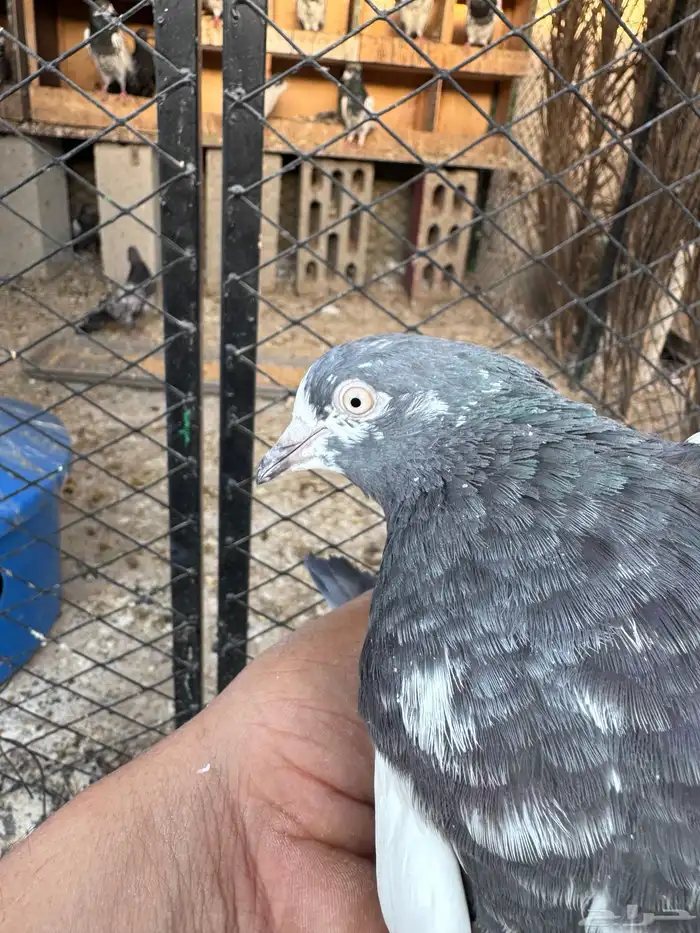 حمام تيدي سخي فواااخر 9