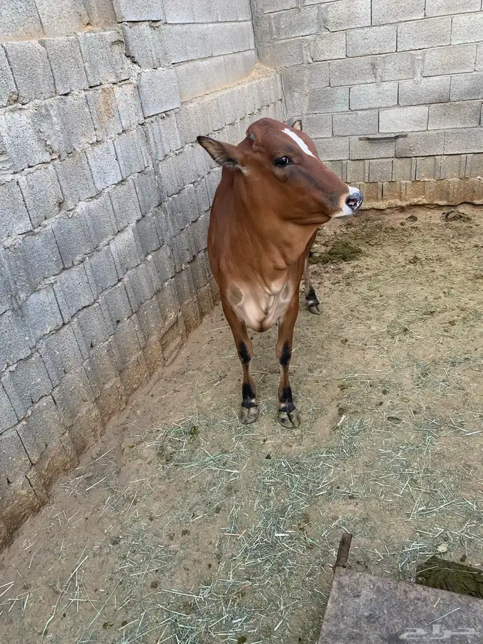 حسيله طيبه جدا جدا صغيره 7