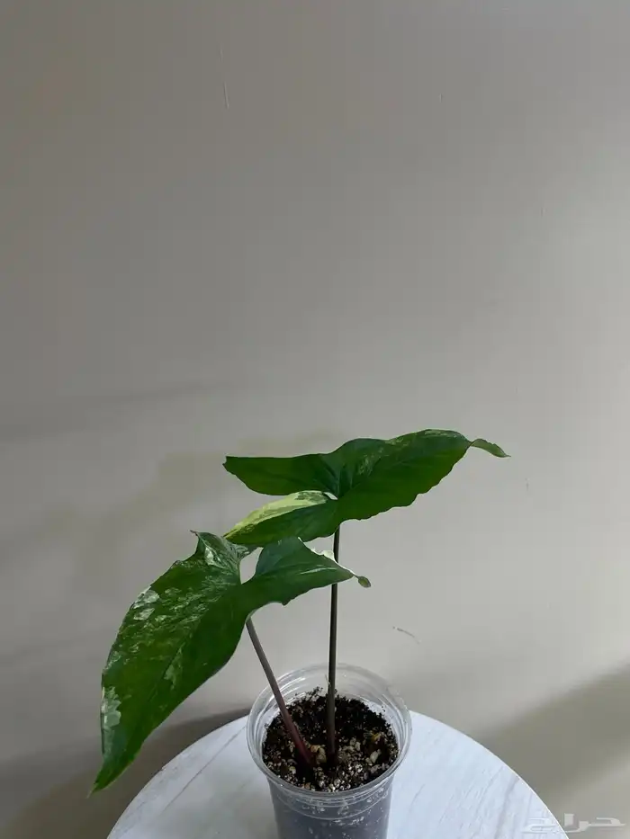 نباتات 3