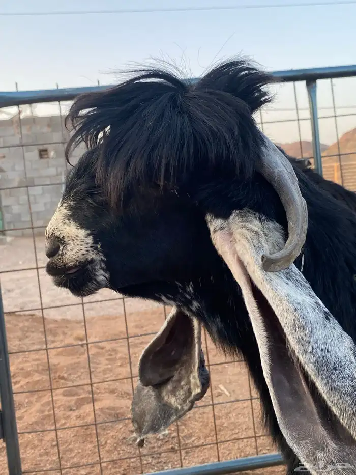 معزا عوارض صنف بفحلها (تم البيع) 12