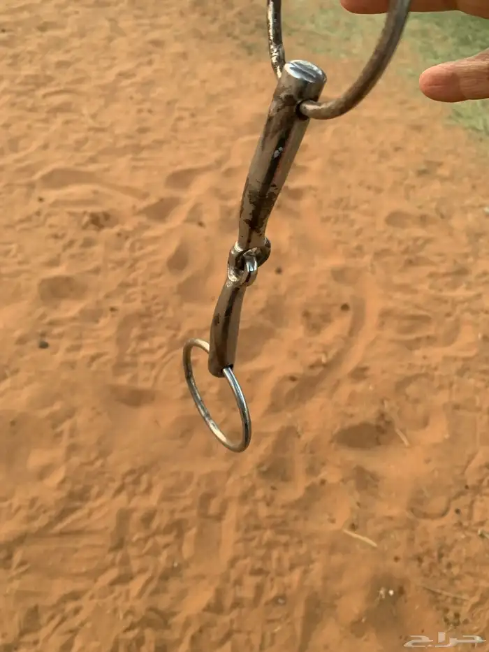 شكيمه خيل 3