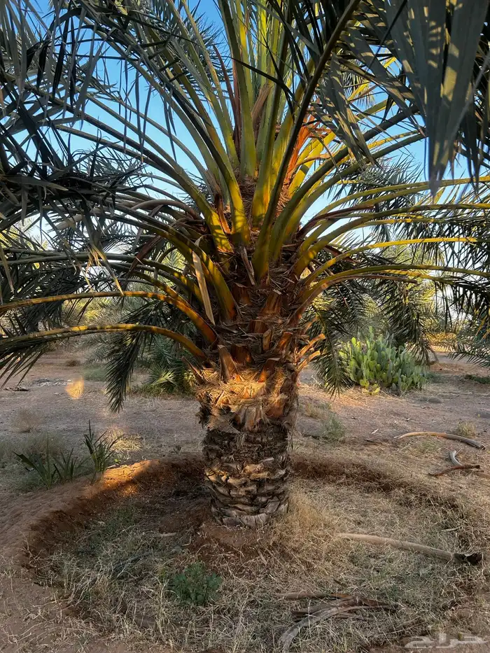 نخل 3