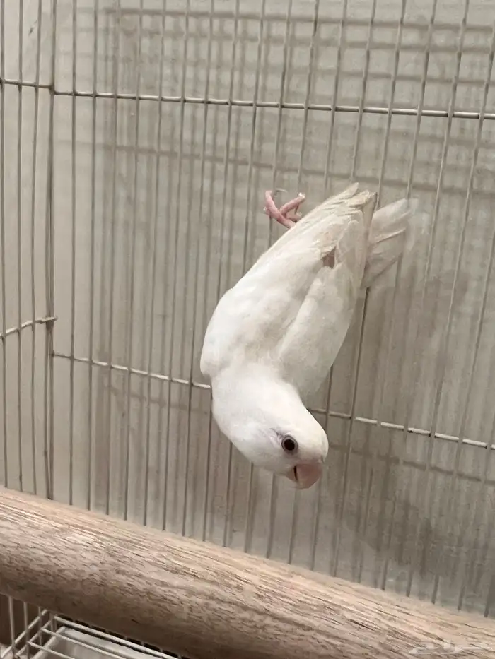 للبيع روز البينو 1