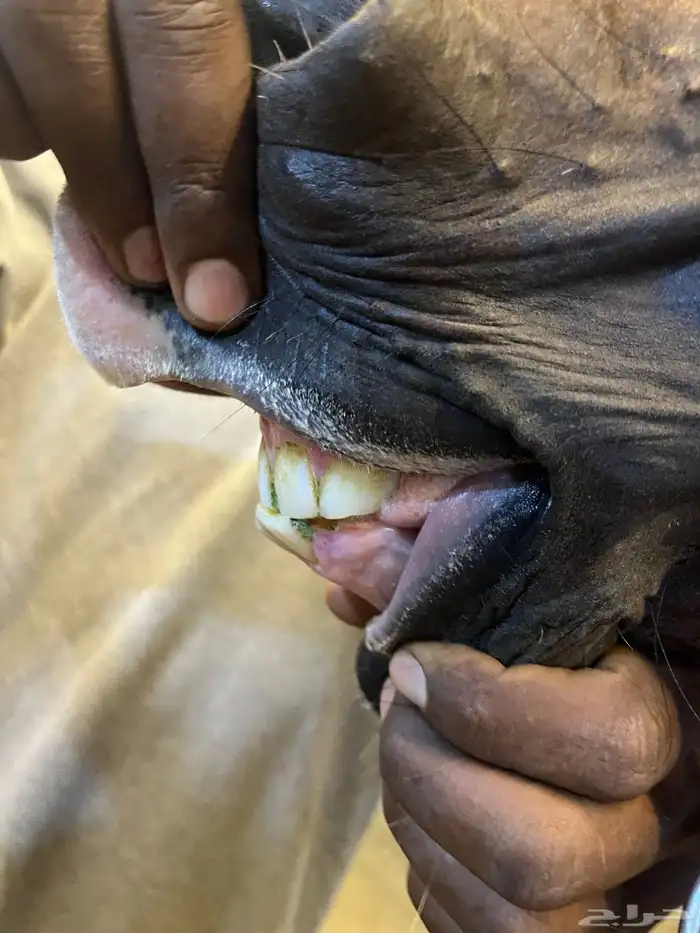 فرس عربيه اصيله حفيدة مروان الشقب والسعر مناسب 3