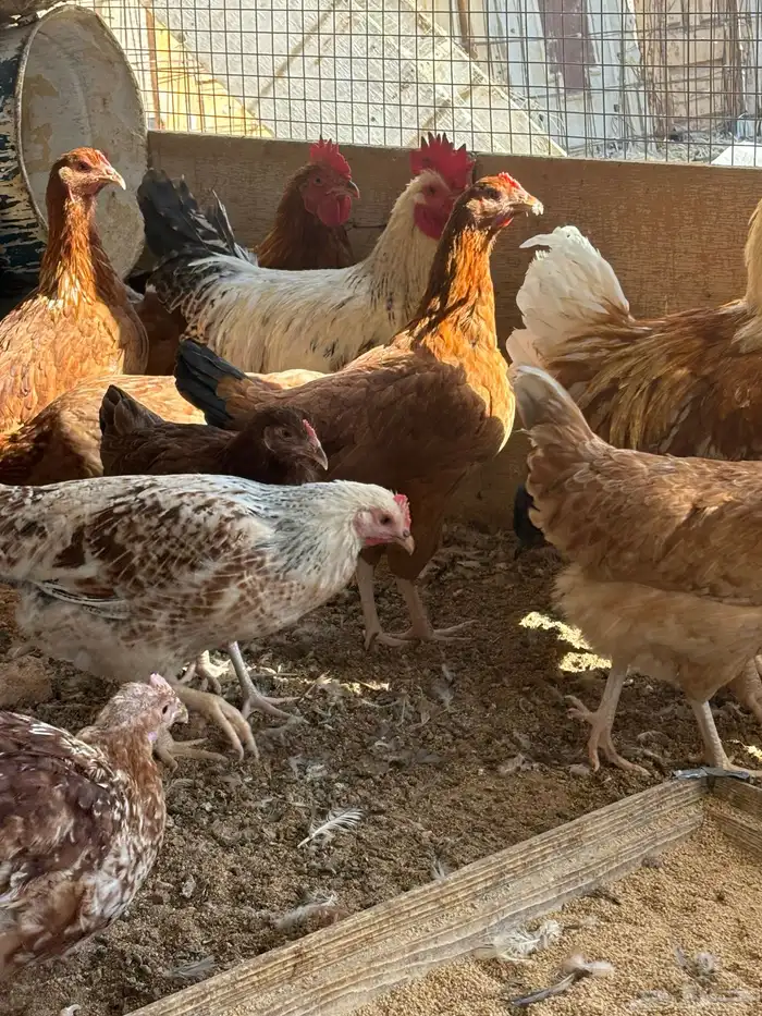 دجاج لوهمان 8