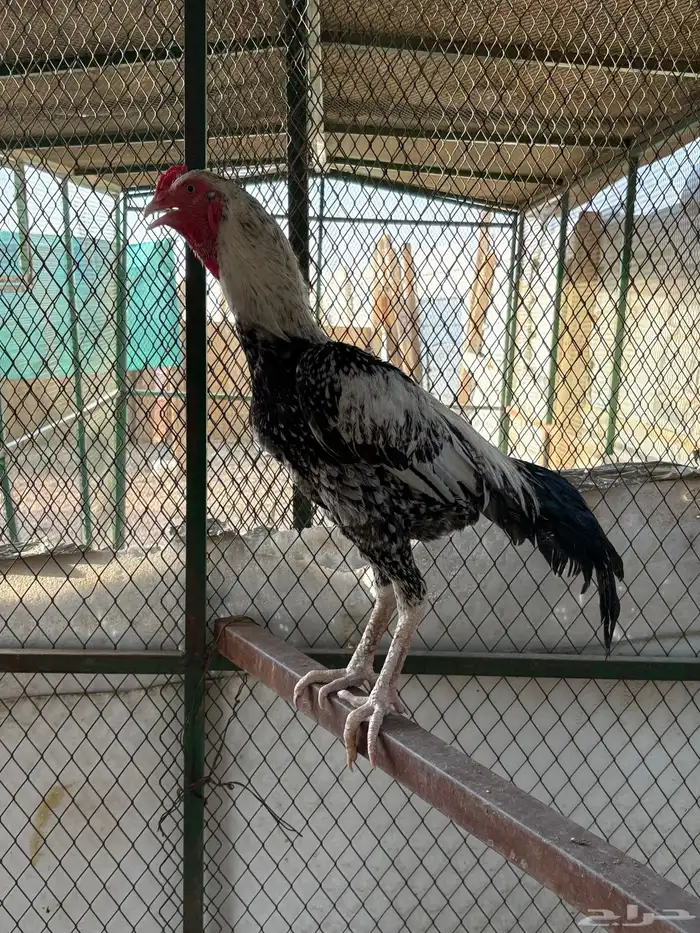 طقم شامو 3