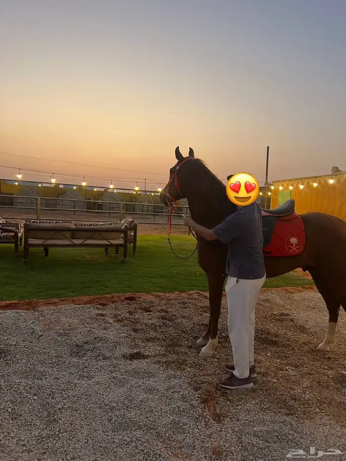 مربط اسطبل النجايب إيواء الخيل شمال الرياض 2