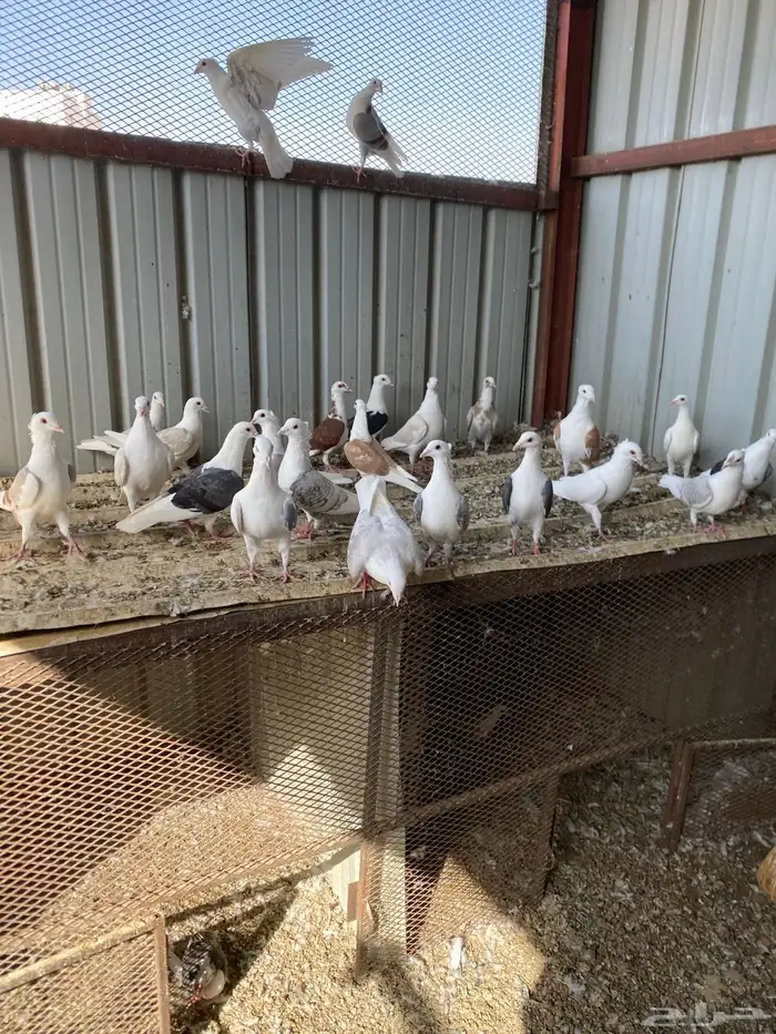 حمام زاجل فاخر للبيع 1