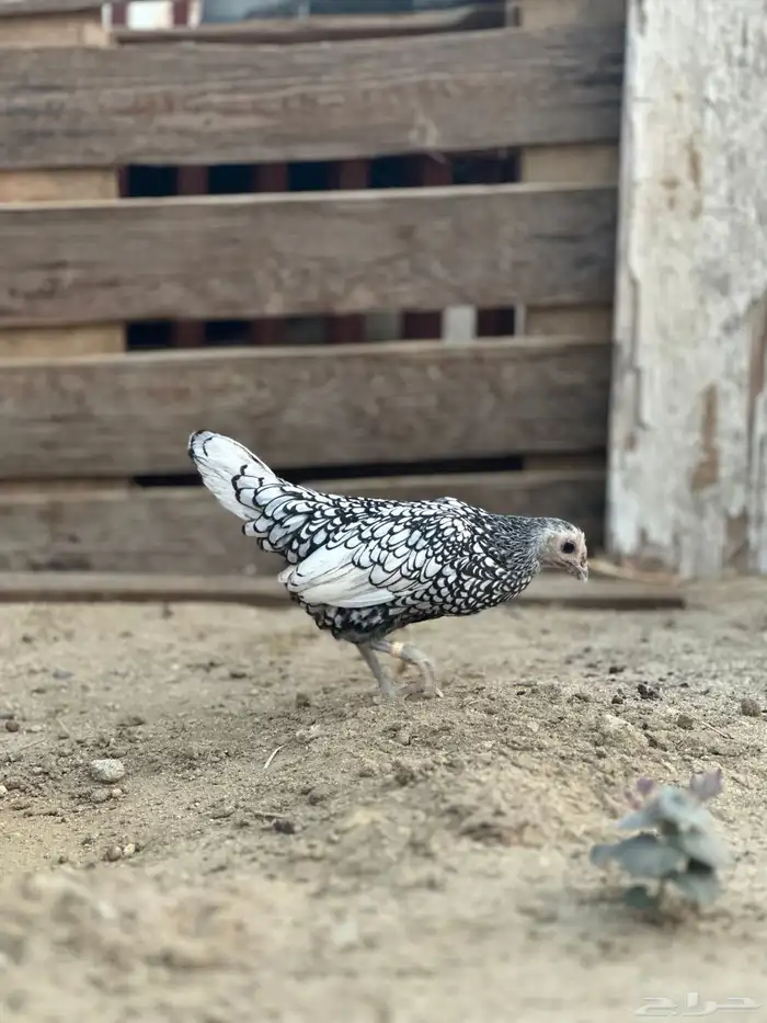 دجاج سبرايت شبابي 7