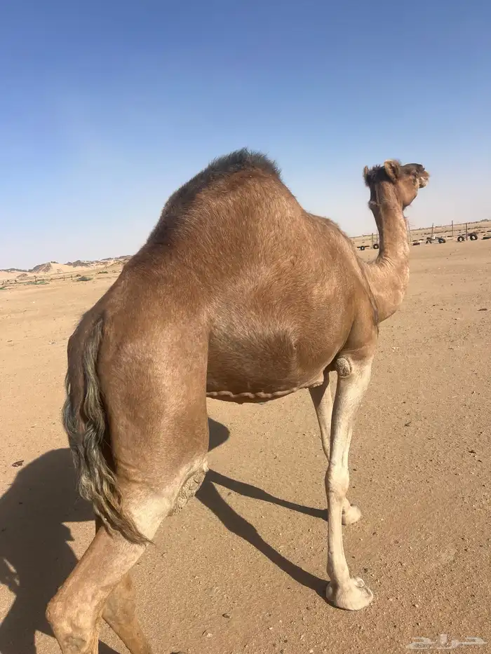 ناقه ساحليه مقنوي كفو 0