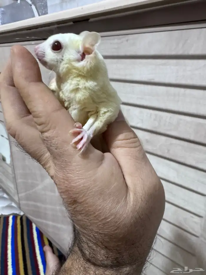 سنجاب شوقر قلايدر 5