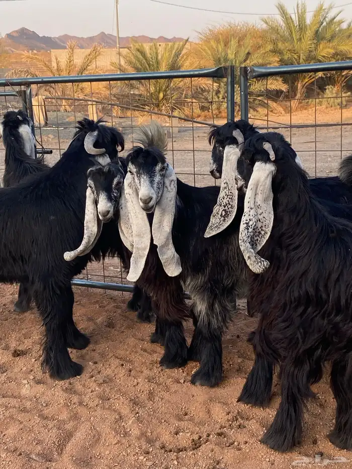 معزا عوارض صنف بفحلها (تم البيع) 0