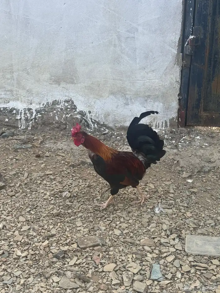 دجاج عربي دجاج جبنيز ديك رومي للبيع 5