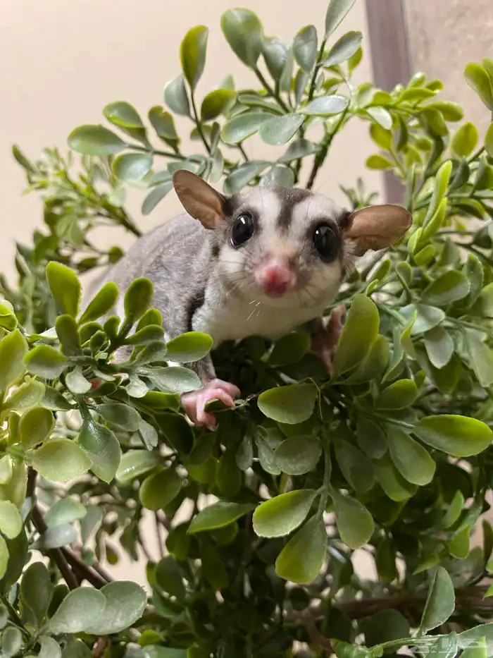 شوقر قلايدر - السنجاب الطائر SugarGlider 10