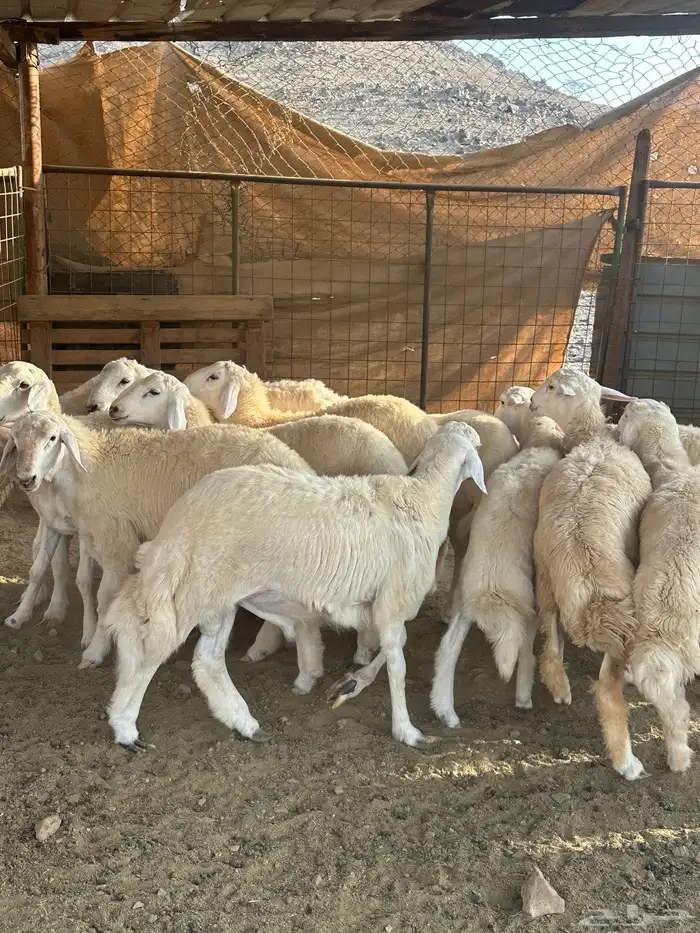 طليان جبره من إنتاج المراح 0