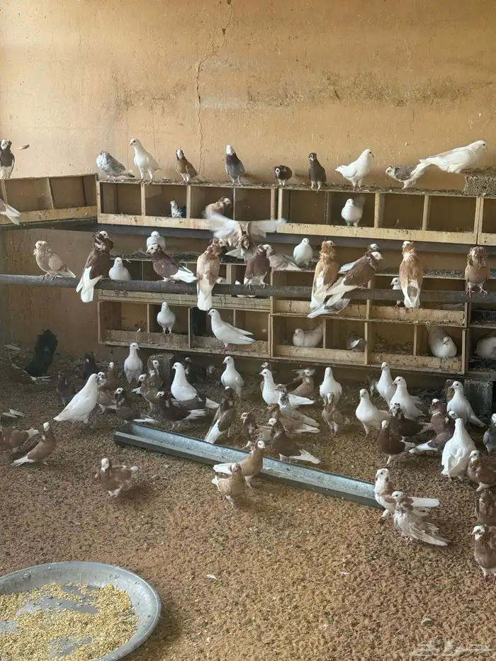 حمام بلجيكي منتج للبيع ع السوم تقريبا تقريبا خمسين جوز تزو 4