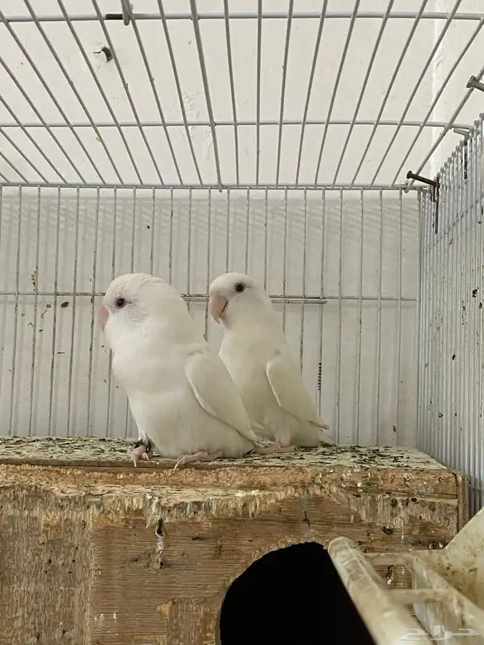 زوج روز البينو 3