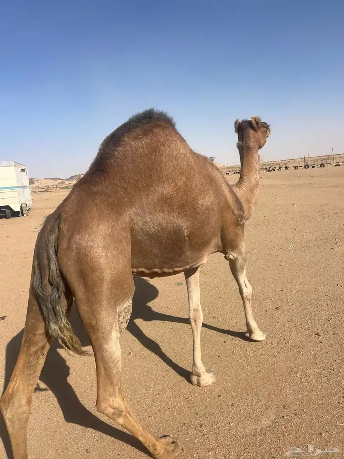 ناقه ساحليه مقنوي كفو 2