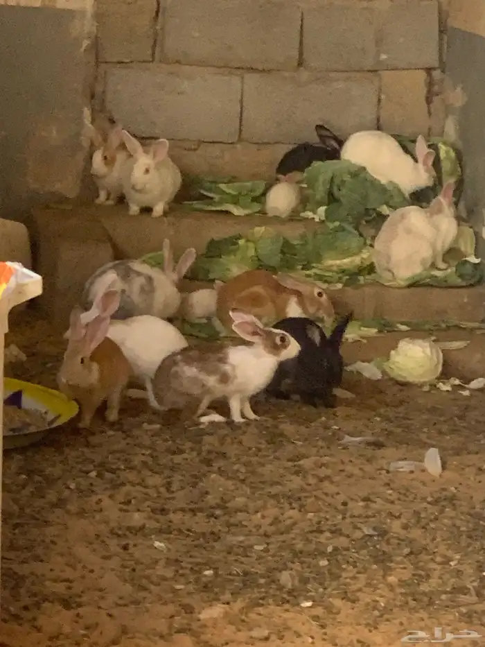 أرانب للبيع للجادين 2