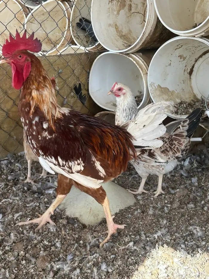 دجاج لوهمان 3