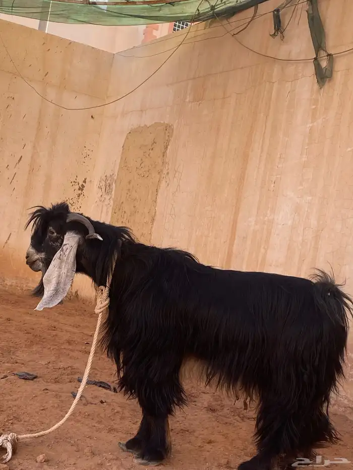 البيع تيس طيب ثني 0