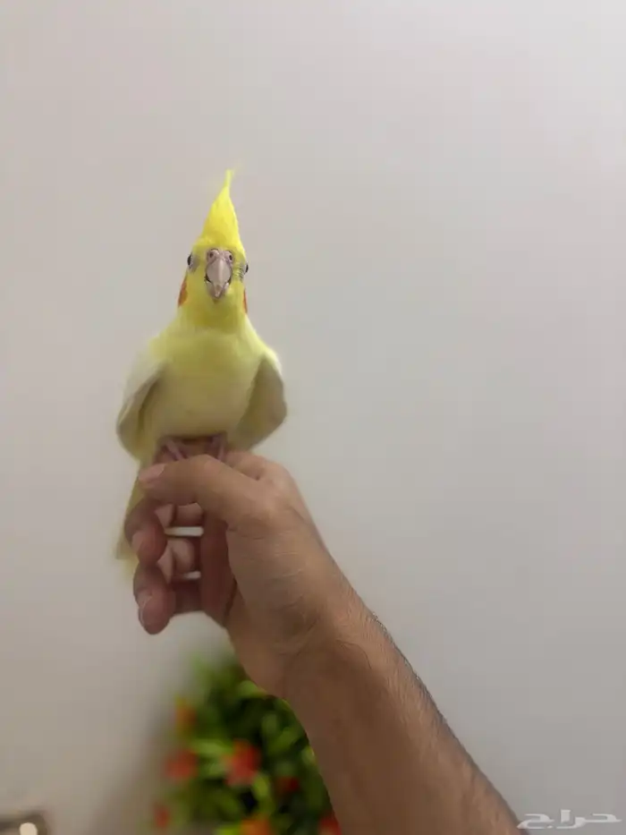 كروان لاتينو اليف 2